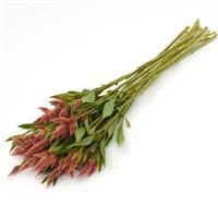 Celway™ Salmon Celosia