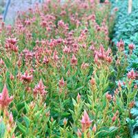 Celway™ Salmon Celosia