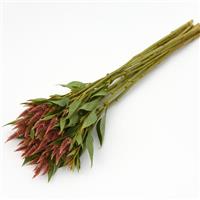 Celway™ Terracotta Celosia