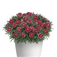 Oscar<sup>®</sup> Ruby Splash Dianthus