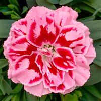 Oscar<sup>®</sup> Purple Star 26 Dianthus