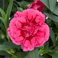 Oscar<sup>®</sup> Violet+Pink 26 Dianthus