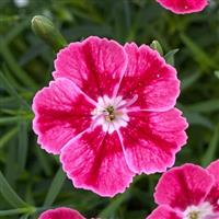 Dianthus Pashmina™ Magenta+White