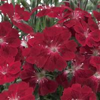 Dianthus Pashmina™ Berry Red