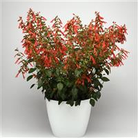 Skyscraper™ Orange Salvia