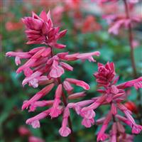 Skyscraper™ Pink Salvia