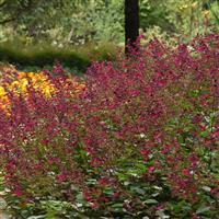 Skyscraper™ Dark Purple Salvia