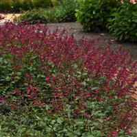 Skyscraper™ Dark Purple Salvia