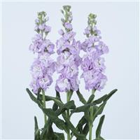 Early Iron Marine II Matthiola