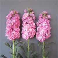 Early Iron Pink II Matthiola