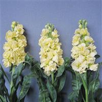 Early Iron Deep Yellow II Matthiola