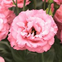 Corelli 3 Rose Lisianthus