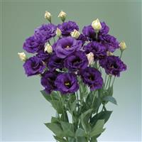 Corelli 3 Blue Lisianthus