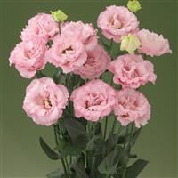 Corelli 1 Pink Lisianthus