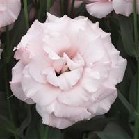 Corelli 2 Light Pink Lisianthus
