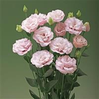 Corelli 2 Light Pink Lisianthus