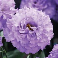 Corelli 2 Light Lavender Lisianthus