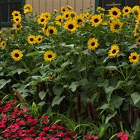 Always Sunny Gold Sunflower