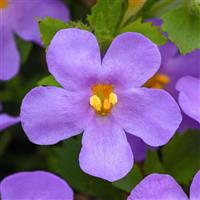 MegaCopa™ Blue Bacopa