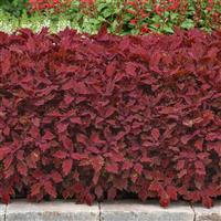 FlameThrower™ Salsa Roja Coleus