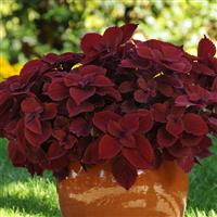 Redhead Coleus