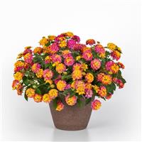 Shamrock™ Rose Lantana