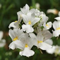 Aromatica™ White Nemesia