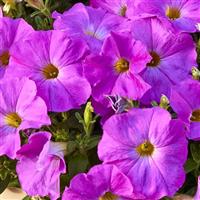 SuperCal<sup>®</sup> Premium Rose Pink Petchoa