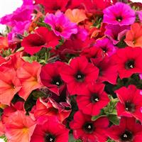 SuperCal<sup>®</sup> Premium Crimson & Clover Mix Petchoa