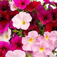 SuperCal<sup>®</sup> Premium Standing Ovation Mix Petchoa