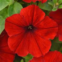 CannonBall™ Red 26 Petunia