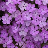 Phlox Candy Cloud™ Lavender
