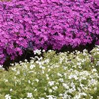 Phlox Candy Cloud™ Dark Pink