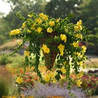 Tropica™ Grande Citrine Dipladenia