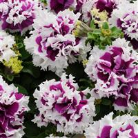 Pirouette Purple Double Petunia