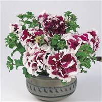 Pirouette Purple Double Petunia