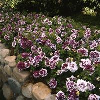 Pirouette Purple Double Petunia