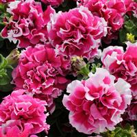 Pirouette Rose Double Petunia