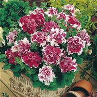 Pirouette Rose Double Petunia