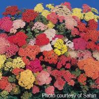 Achillea millefolium Summer Pastels