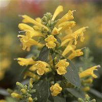 Agastache aurantiaca Sunset Yellow