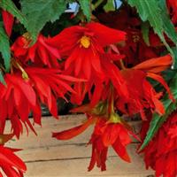 Funky Orange Begonia