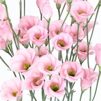 Viviana 1 Pink Cut Flower Lisianthus