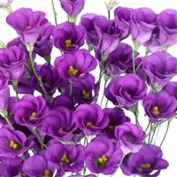 Viviana 1 Blue Cut Flower Lisianthus