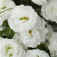 Voyage 2 Pure White Cut Flower Lisianthus