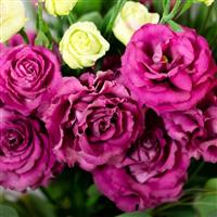 Voyage 2 Deep Rose Cut Flower Lisianthus