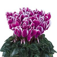 Metis<sup>®</sup> Select Fantasia Purple Cyclamen