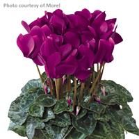 Tianis<sup>®</sup> Purple Cyclamen