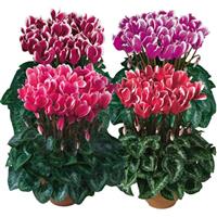 Tianis<sup>®</sup> Fantasia Mix Cyclamen