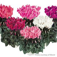 Tianis<sup>®</sup> Flame Mix Cyclamen